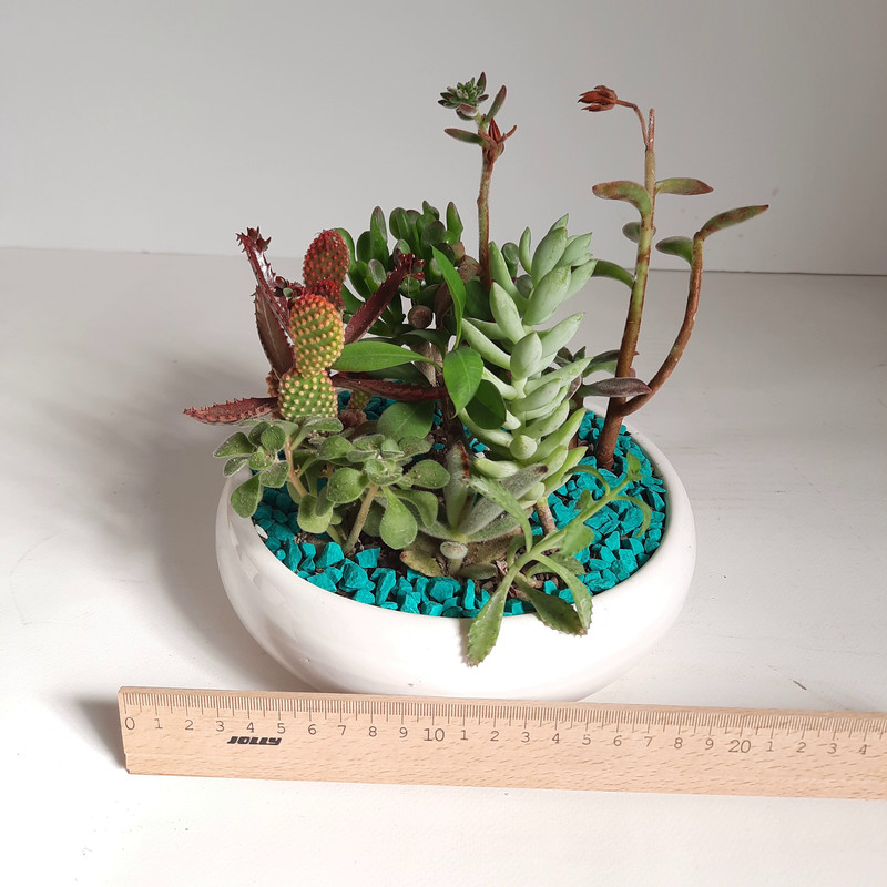 گیاه طبیعی دیش گاردن کاکتوس و ساکولنت کد A گیاه طبیعی دیش گاردن کاکتوس و ساکولنت کد A