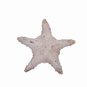 ستاره دریایی تزیینی مدل c2