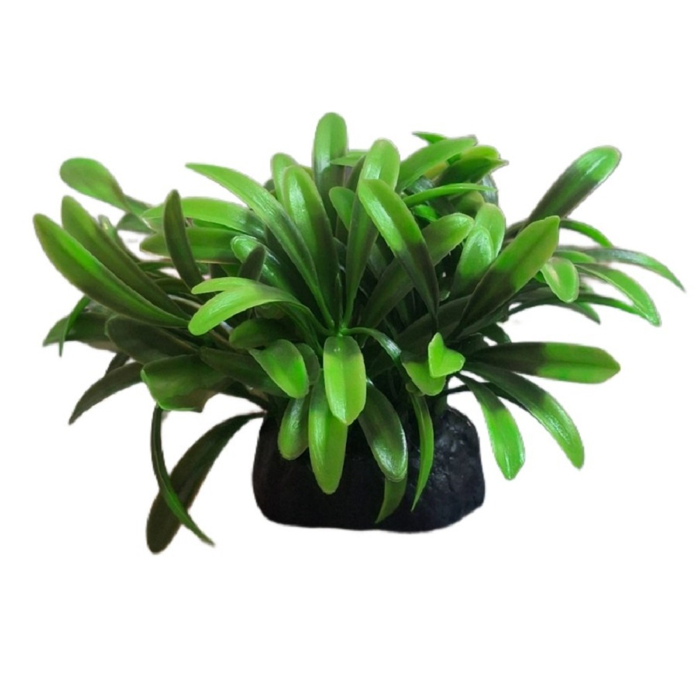 گیاه تزیینی آکواریوم مدل جاوا