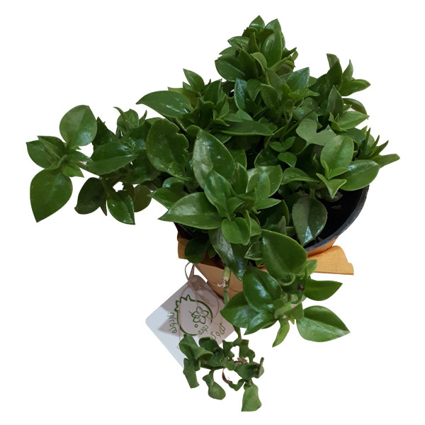 گیاه طبیعی ناز فرانسوی ناردونه کد M01