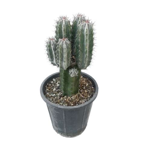 گیاه طبیعی کاکتوس مدل سرئوس پایه نقره ای کد B5-25
