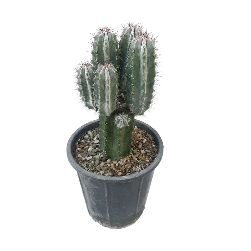 گیاه طبیعی کاکتوس مدل سرئوس پایه نقره ای کد B5-25