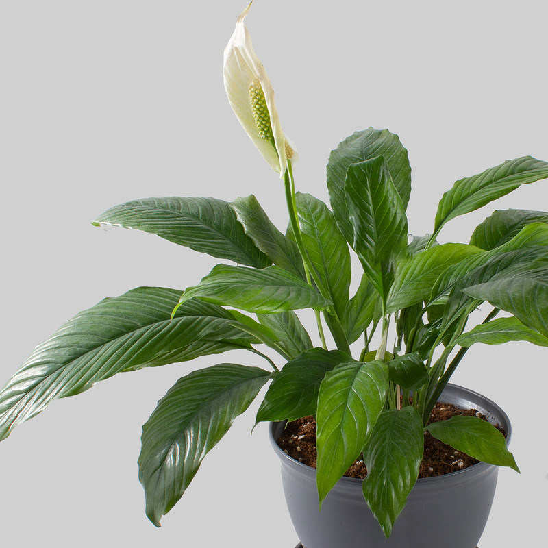 گیاه طبیعی اسپاتی فیلوم مدل P-19