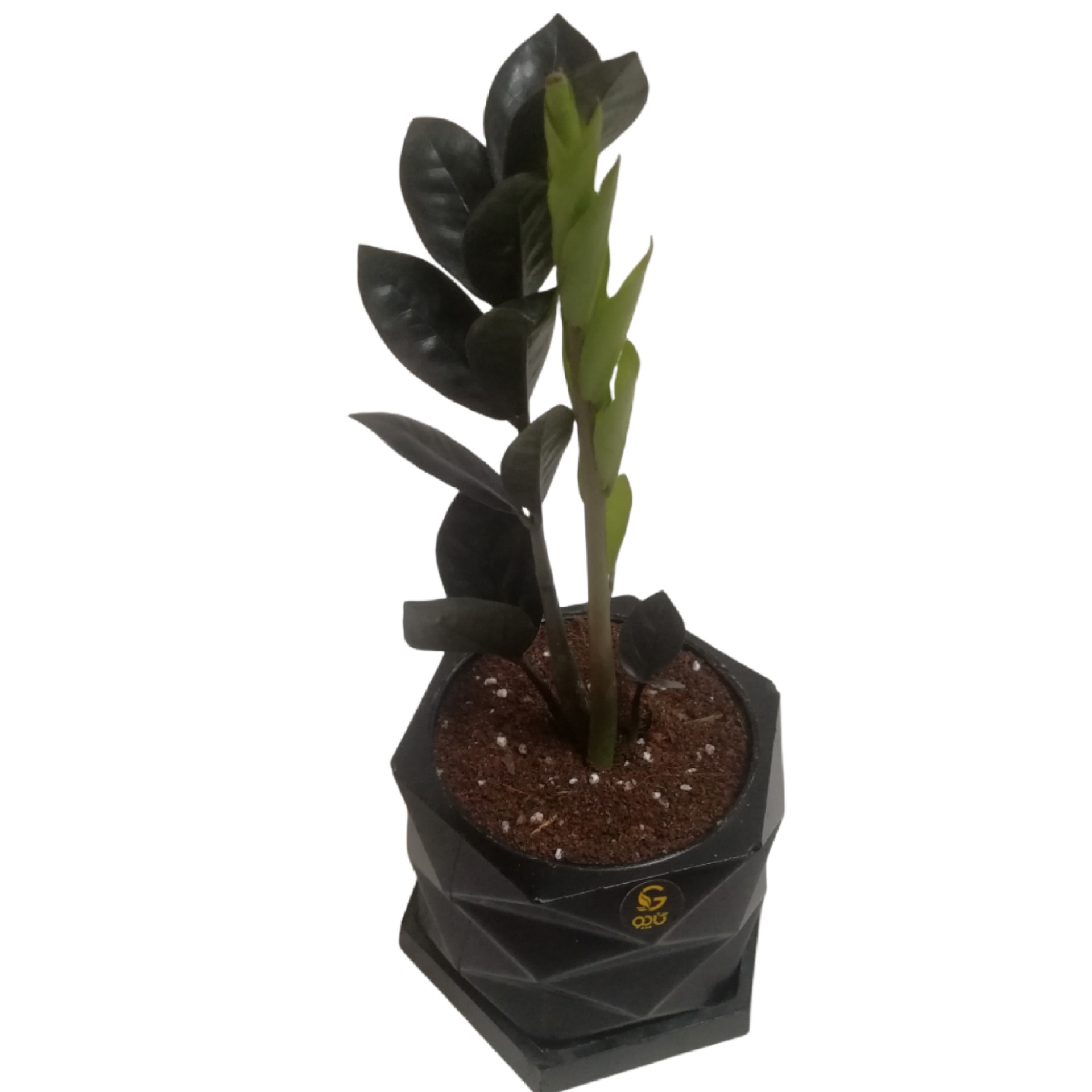 گياه طبیعی زاموفیلیا سوپربلک كد MS-04G