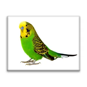 کاشی اطلس آبی طرح طوطی مرغ عشق مدل T5897