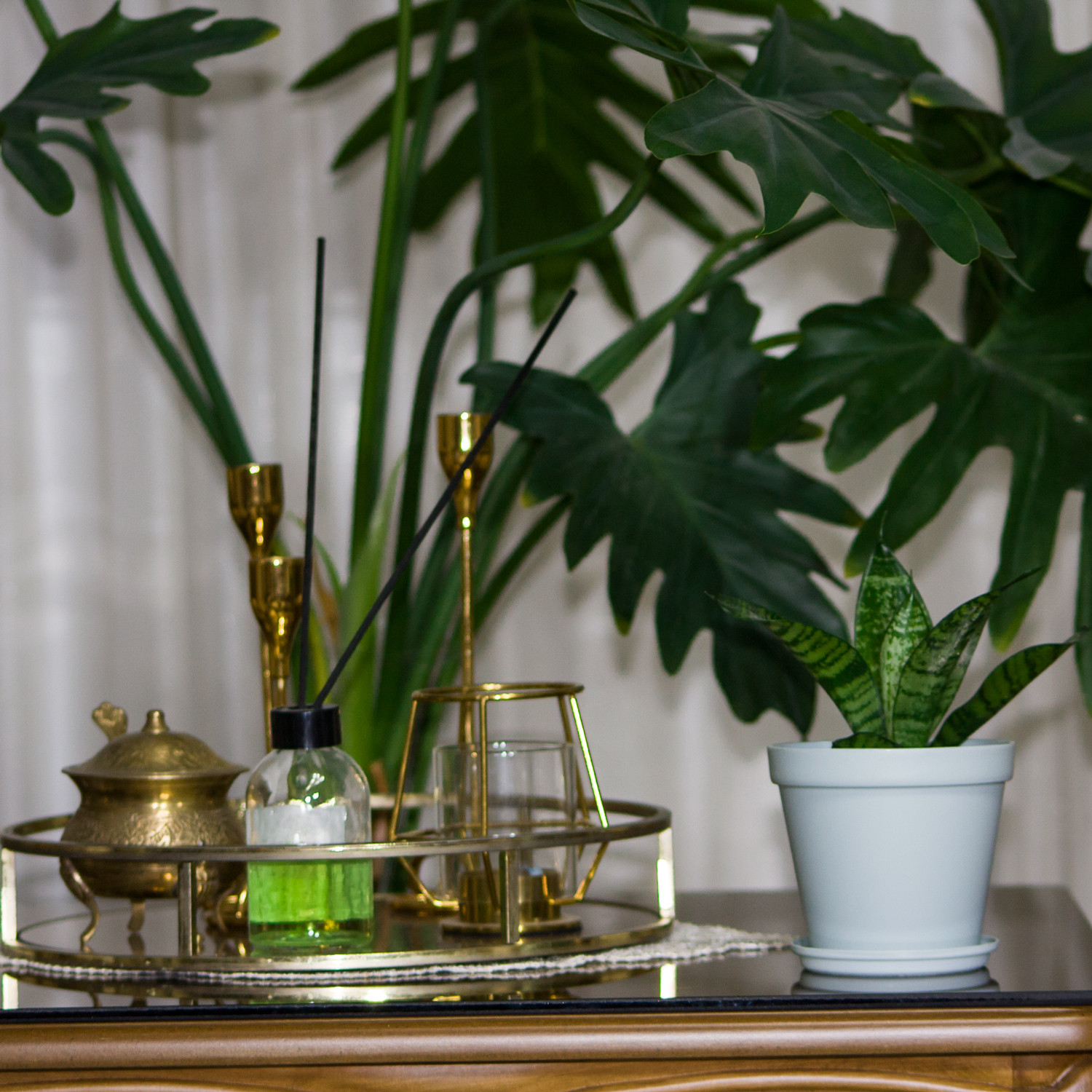 گیاه طبیعی سانسوریا مدل پا کوتاه L-S-10