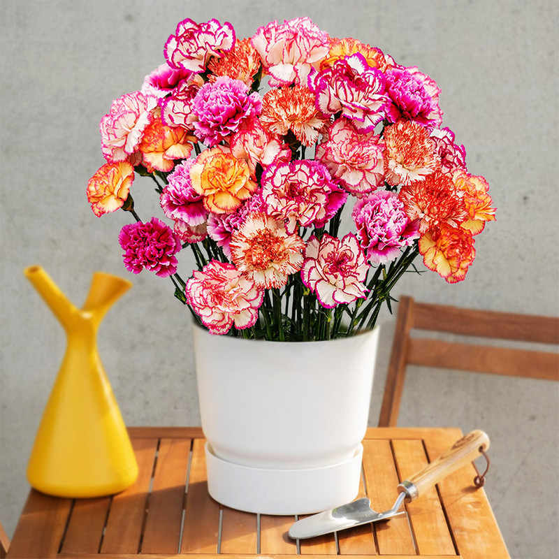 بذر گل میخک الوان سانیا سید مدل ss16