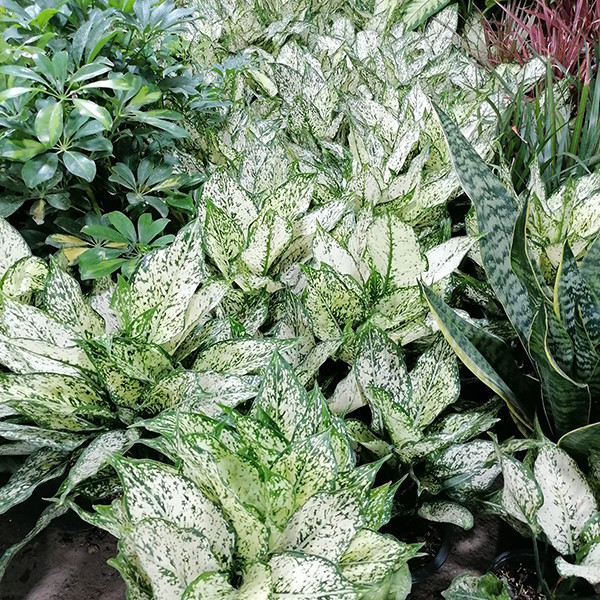 گیاه طبیعی آگلونما کد 5161921