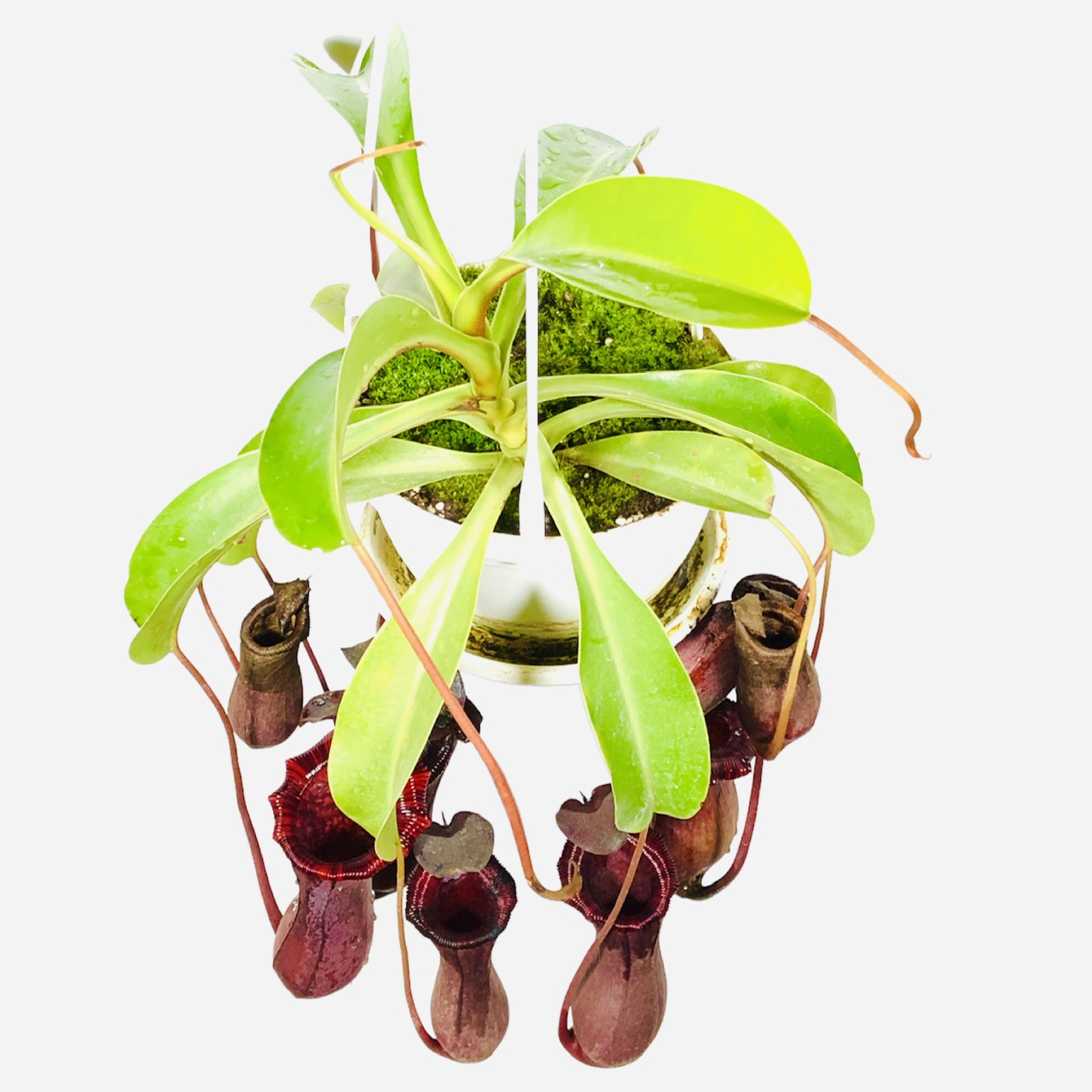 کیاه طبیعی گوشتخوار نپنتس مدل Lowii x Ventricosa کیاه طبیعی گوشتخوار نپنتس مدل Lowii x Ventricosa