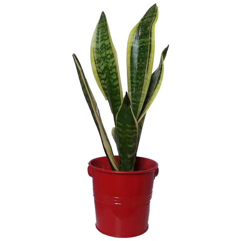 گیاه طبیعی سانسوریا کرواتی ابلق کد pf07