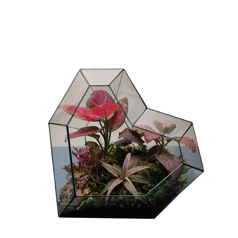 تراریوم طبیعی مایا مدل عشق