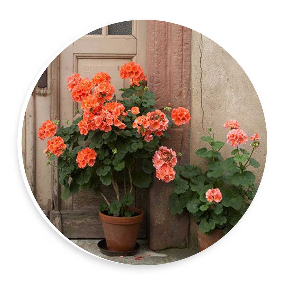 دیوارکوب طرح گلدان های شمعدانی مدل wtb472