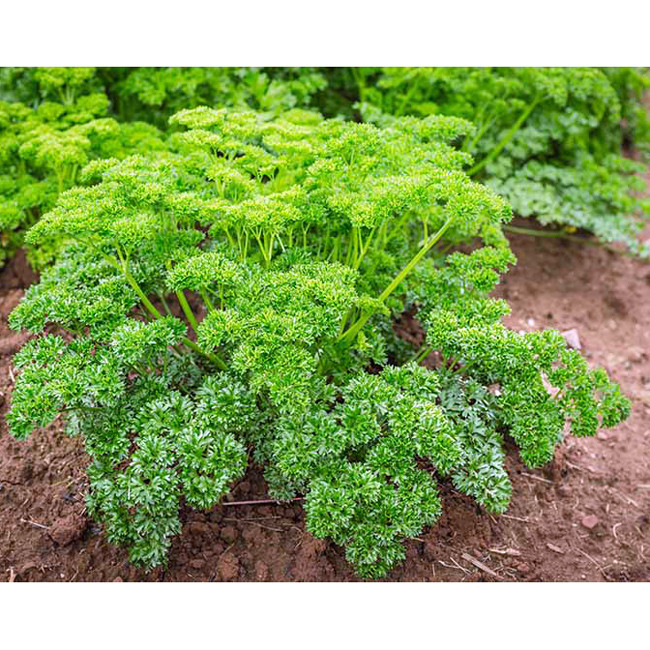 بذر جعفری فر معطر چهار فصل پالم کد 150 بذر جعفری فر معطر چهار فصل پالم کد 150