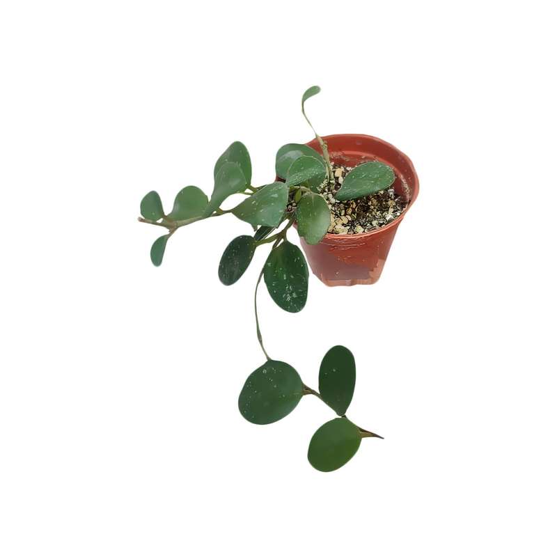  گیاه طبیعی هویا ماتیلدا اسپلش مدل 06