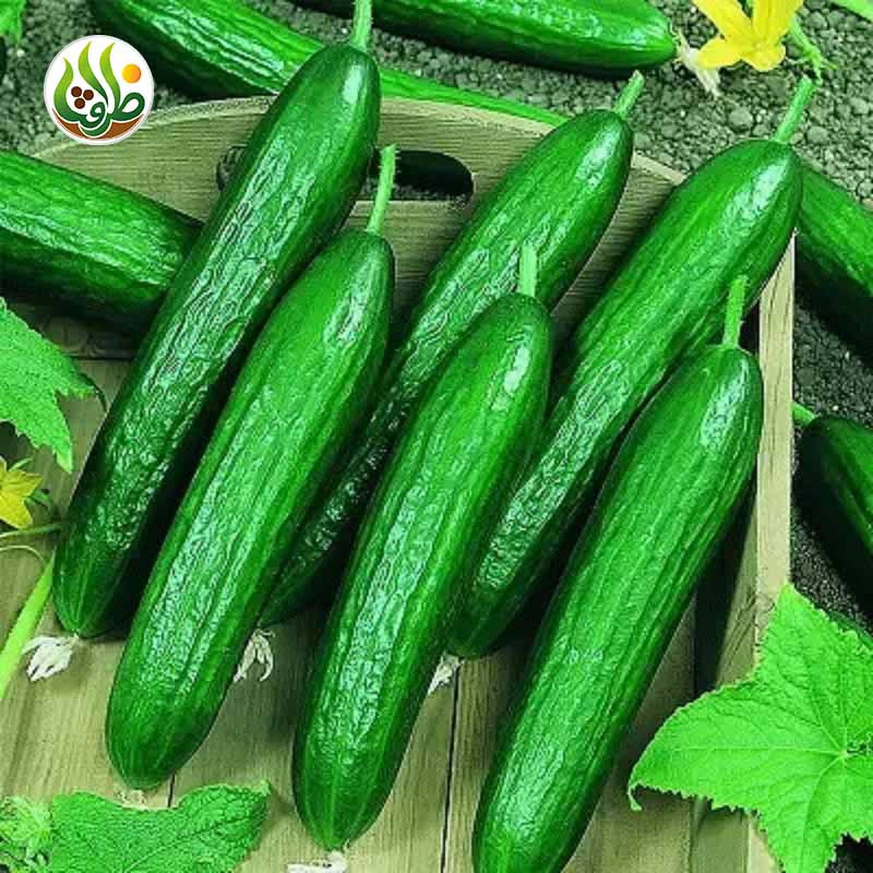 بذر خیار بیت آلفا ظرافت مدل BZ18822 بذر خیار بیت آلفا ظرافت مدل BZ18822