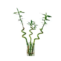 گیاه طبیعی  بامبو تایلندی لاکی کد g-bamb-111