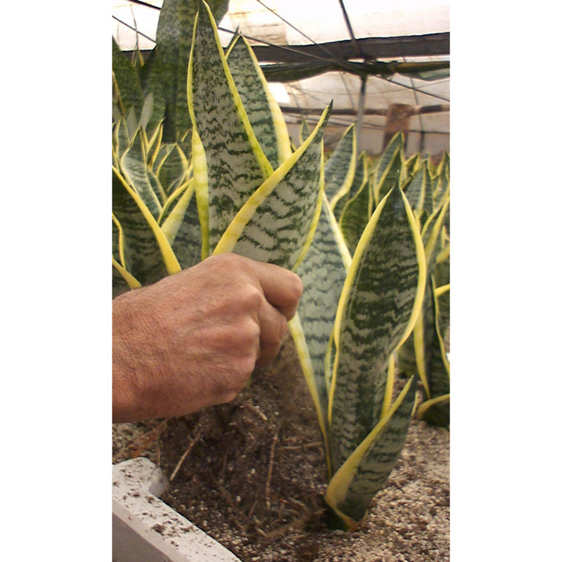 گیاه طبیعی سانسوریا کراواتی کد AS-82