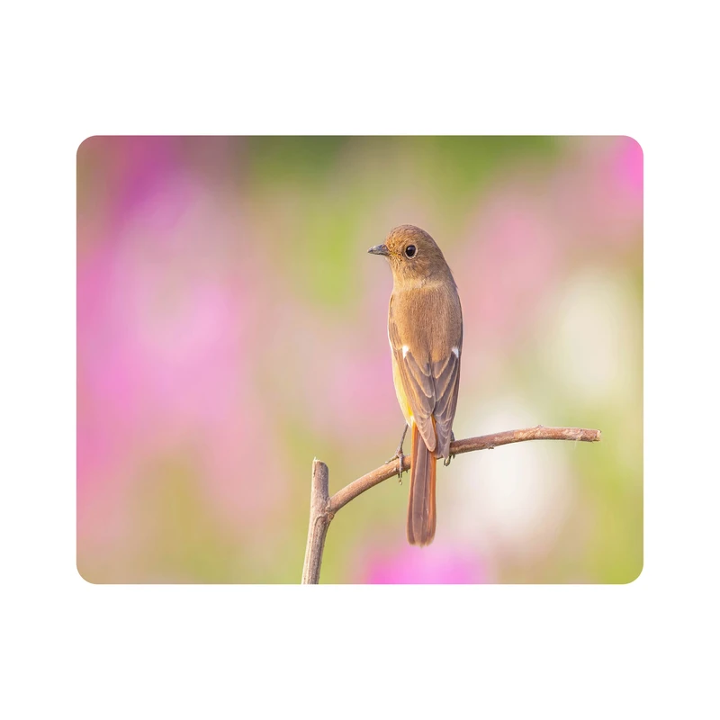 ماوس پد اطلس آبی طرح پرنده و گنجشک روی شاخه درخت  مدل T7717