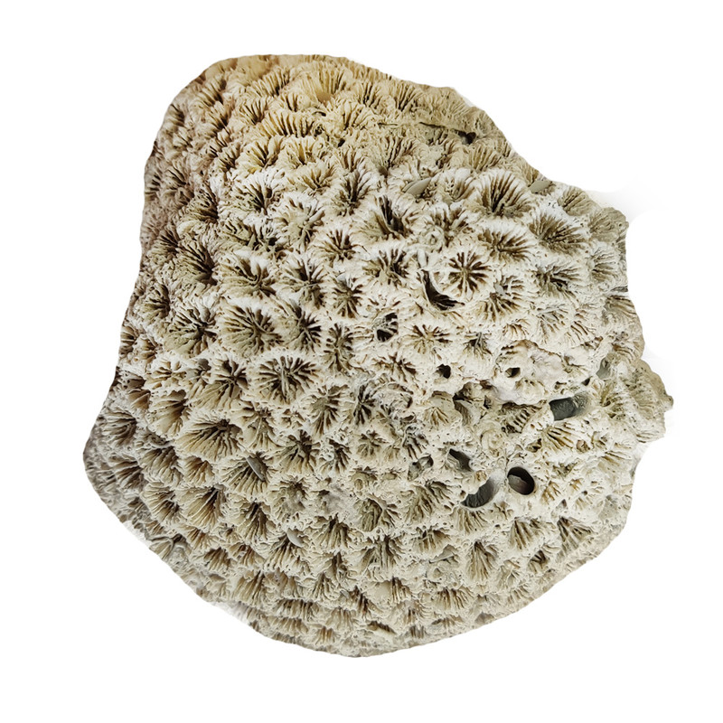 سنگ راف مدل فسیل مرجانی کد w 3