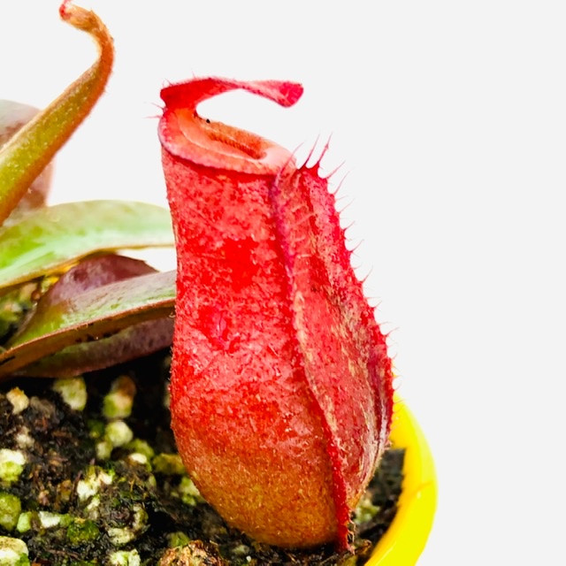 گیاه طبیعی گوشتخوار نپنتس مدل Nep06