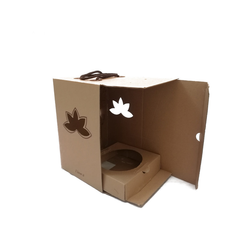 کاکتوس طبیعی آستروفیتوم کد 24564