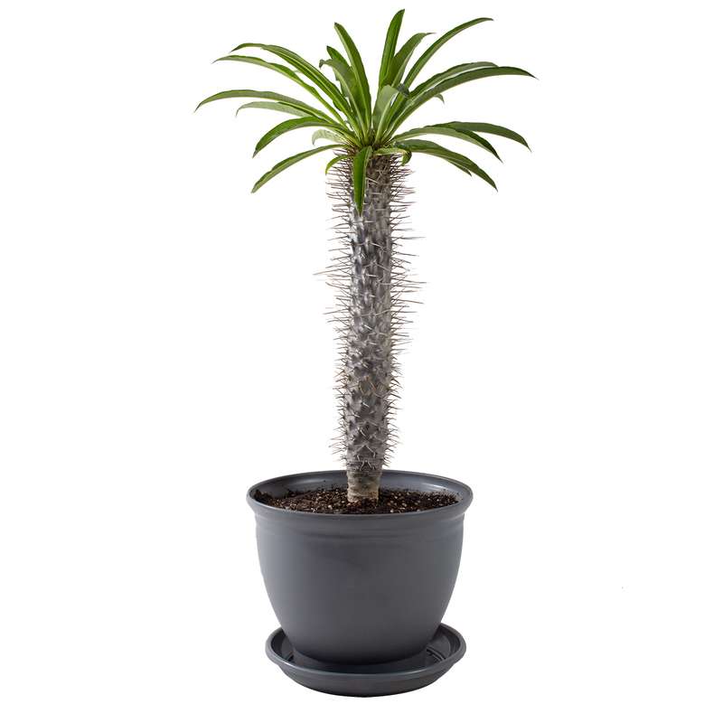 گیاه طبیعی نخل ماداگاسکار مدل P-21 گیاه طبیعی نخل ماداگاسکار مدل P-21