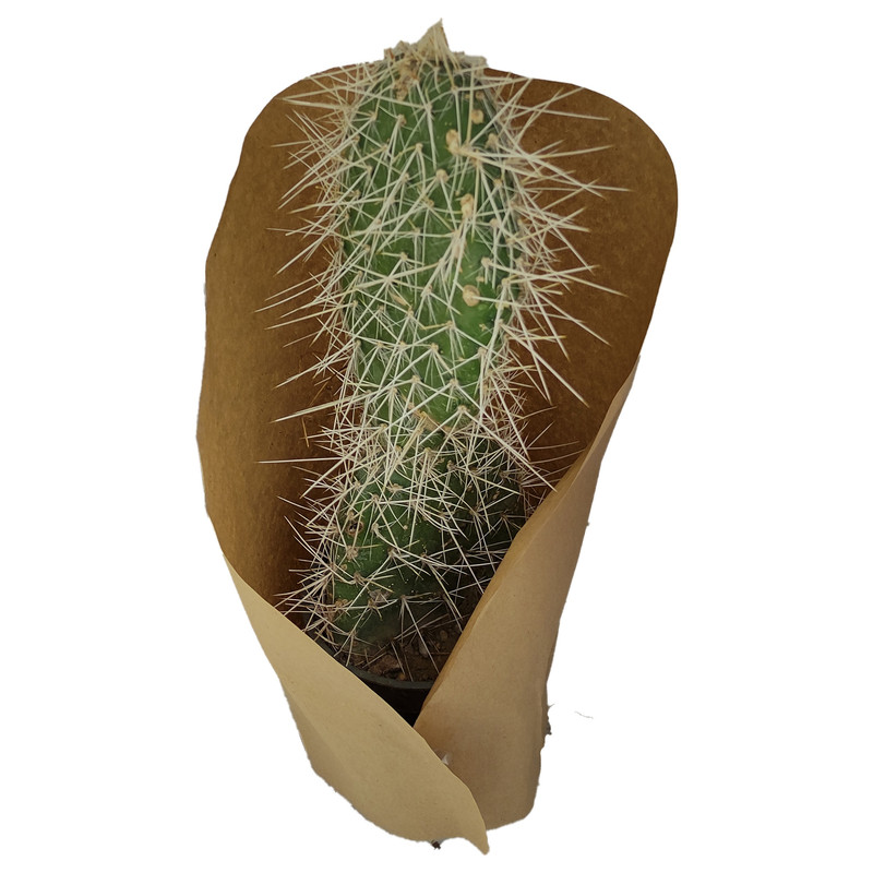 گیاه طبیعی کاکتوس کد yt8