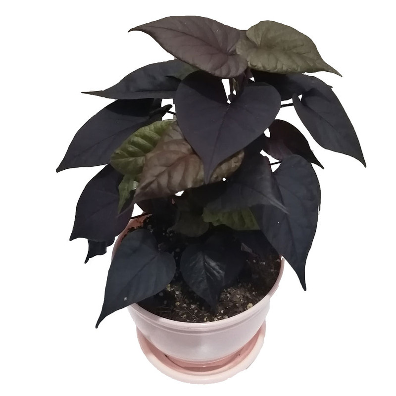 گیاه طبیعی ایپومیا بلک مدل B-22 گیاه طبیعی ایپومیا بلک مدل B-22