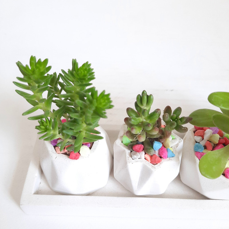 گیاه طبیعی ساکولنت و کاکتوس کد 8 مجموعه 4 عددی