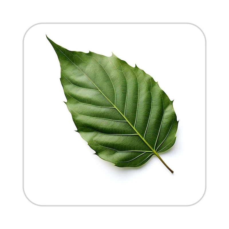 زیر لیوانی کاکتی طرح گل مدل mp17850