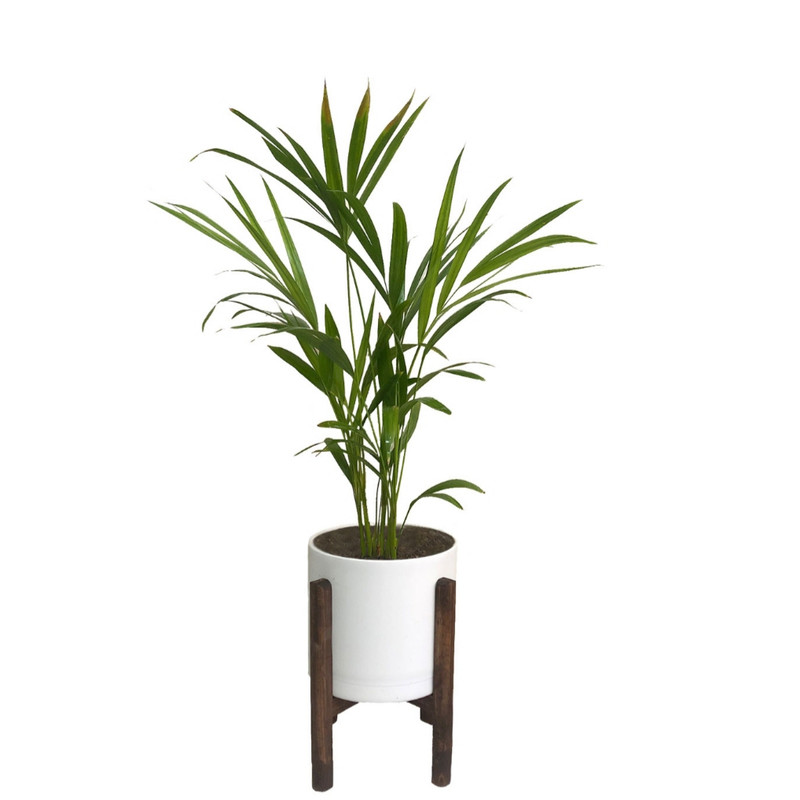 گیاه طبیعی نخل اریکا مدل 232