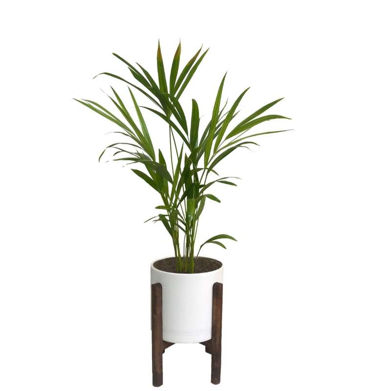 گیاه طبیعی نخل اریکا مدل 232 گیاه طبیعی نخل اریکا مدل 232