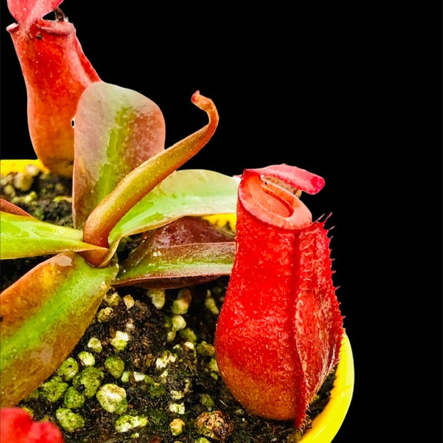 گیاه طبیعی گوشتخوار نپنتس مدل Nep06