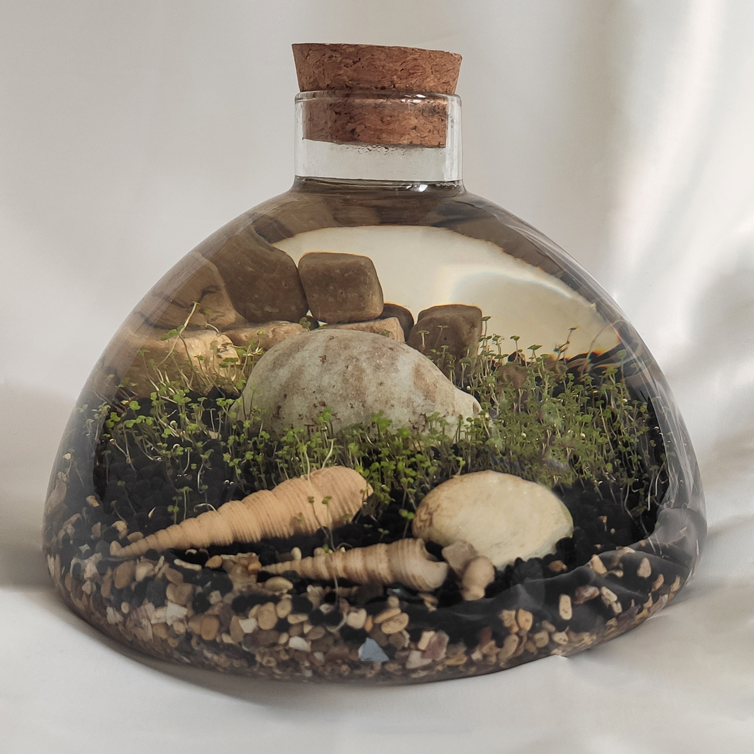 ویواریوم گیاه طبیعی کد hcircle-108 ویواریوم گیاه طبیعی کد hcircle-108