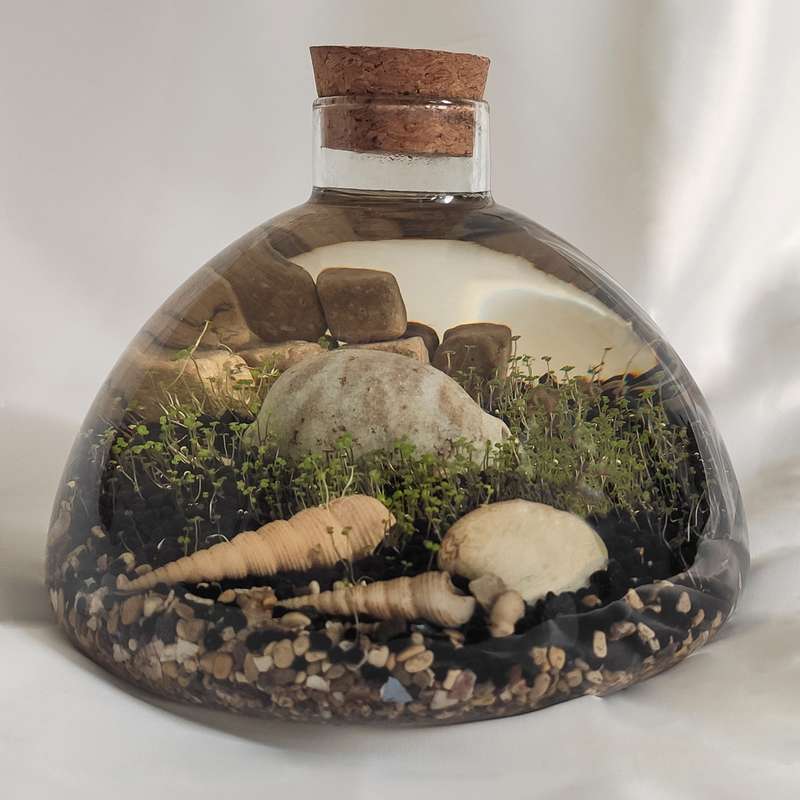 ویواریوم گیاه طبیعی کد hcircle-108 ویواریوم گیاه طبیعی کد hcircle-108