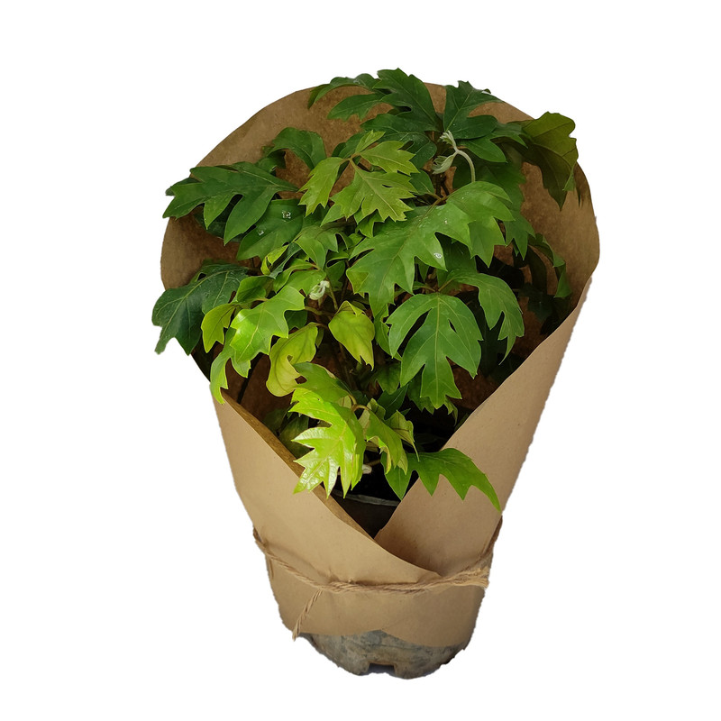 گیاه طبیعی سیسوس کد yt28