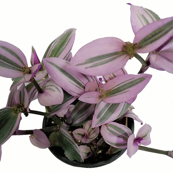 گیاه طبیعی برگ بید مدل 5161481 گیاه طبیعی برگ بید مدل 5161481