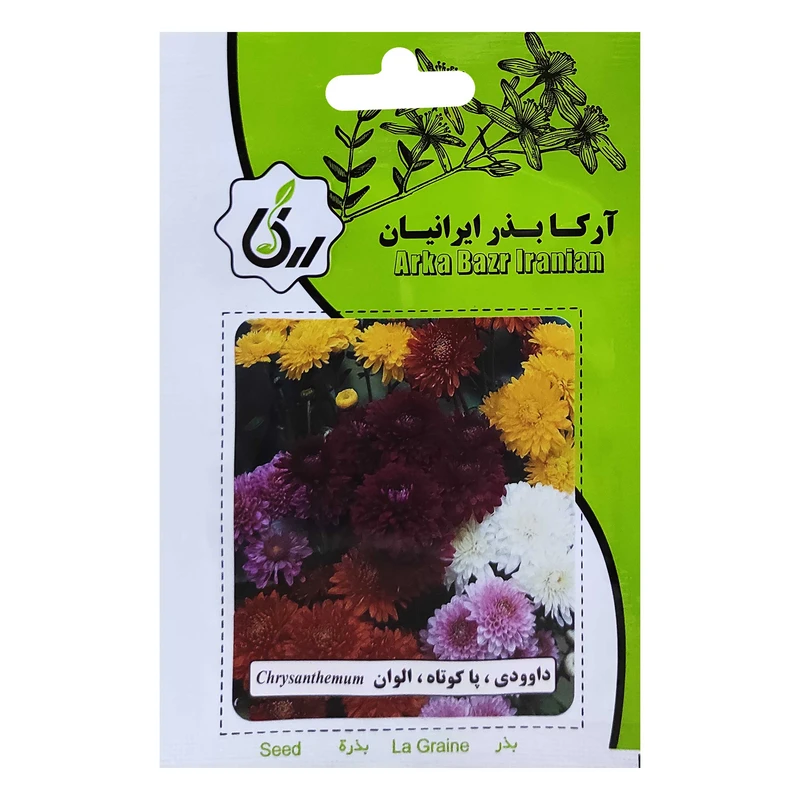 بذر داوودی پاکوتاه الوان آرکا بذر ایرانیان کد ARK-052
