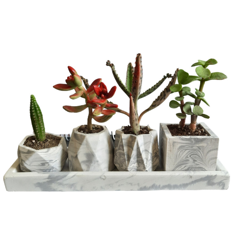 گیاه طبیعی کاکتوس و ساکولنت کد 30 مجموعه 5 عددی