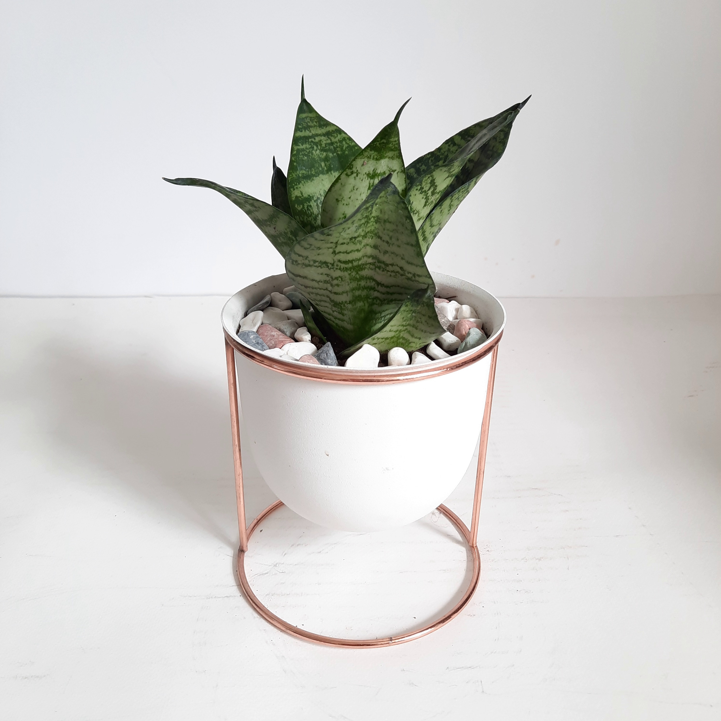 گیاه طبیعی سانسوریا کراواتی کد FS گیاه طبیعی سانسوریا کراواتی کد FS