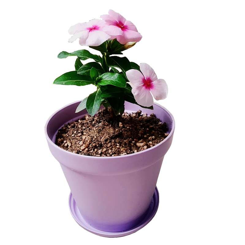 گیاه طبیعی پریوش مدل D-12