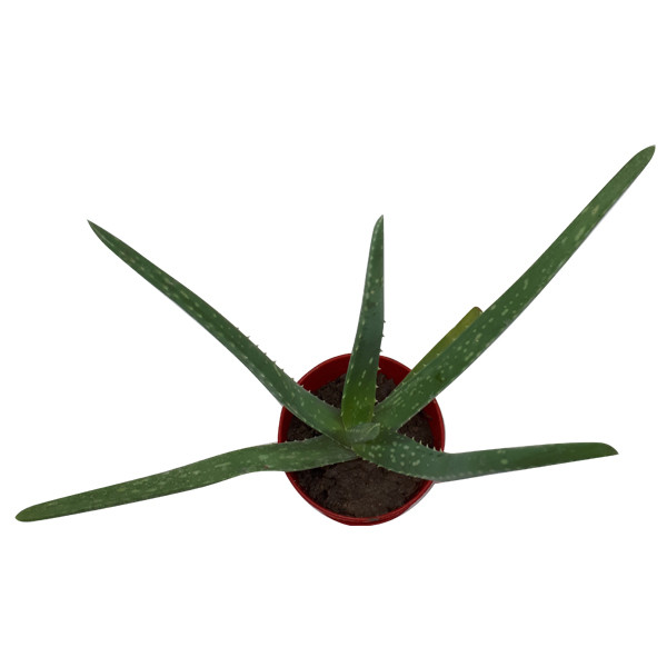 گیاه طبیعی آلوئه ورا کد M02 گیاه طبیعی آلوئه ورا کد M02