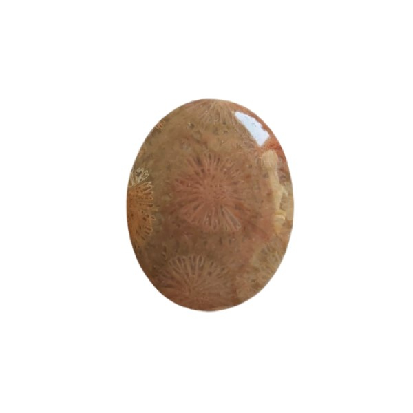 سنگ مرجانی کد 006