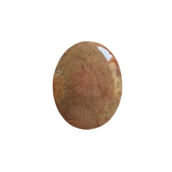 سنگ مرجانی کد 006