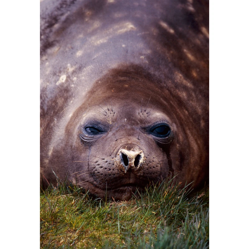 تابلو شاسی طرح فک و شیردریایی مدل T2088