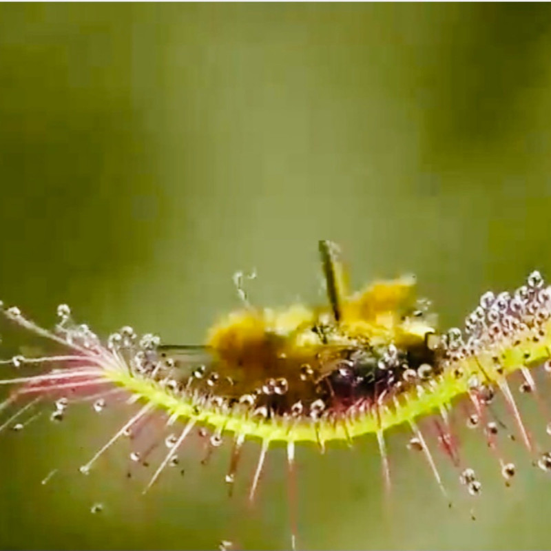 گیاه طبیعی دروزرا کپنسیس مدل Cap09 مجموعه 9 عددی