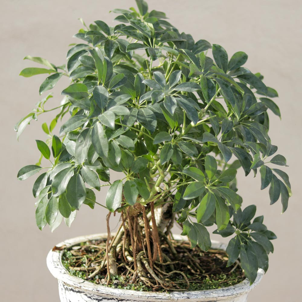 گیاه طبیعی بونسای شفلرا مدل کلکسیونی