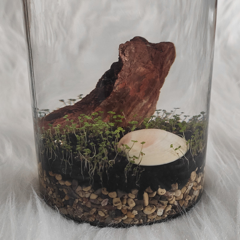 ویواریوم گیاه طبیعی کد viv-h109