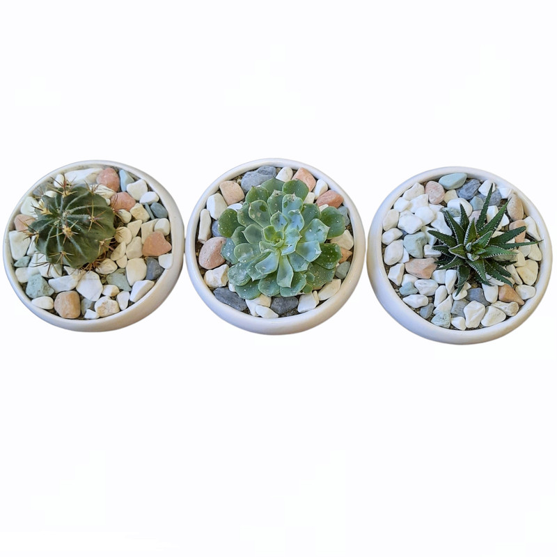 گیاه طبیعی خانواده ساکولنت و کاکتوس کد 88 مجموعه 3 عددی