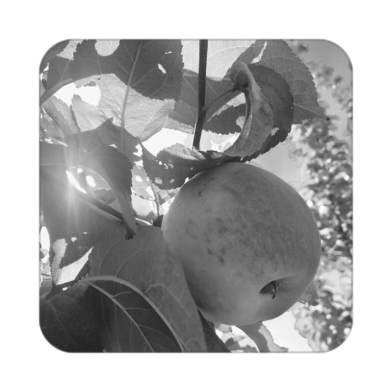 زیر لیوانی کاکتی طرح میوه مدل mp22221